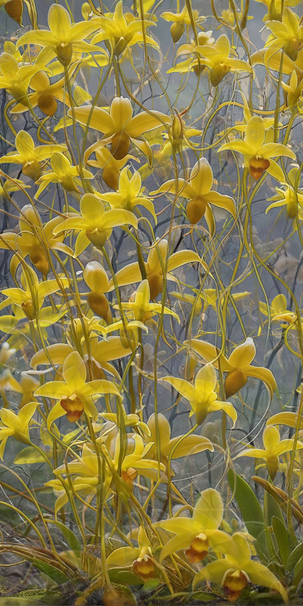 Each Trailing A Dreamworld banner by Gretta Louw